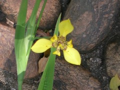 Trimezia martinicensis