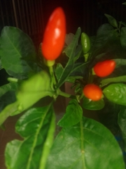 Capsicum