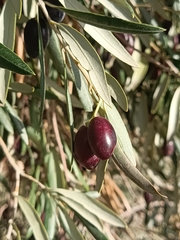 Olea europaea