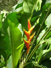 Heliconia bihai