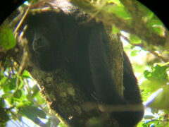 Alouatta pigra