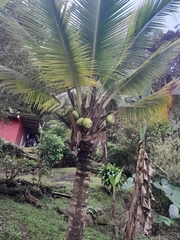 Cocos nucifera