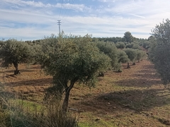 Olea europaea