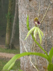 Prosthechea cochleata