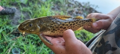 Synodontis macrostigma