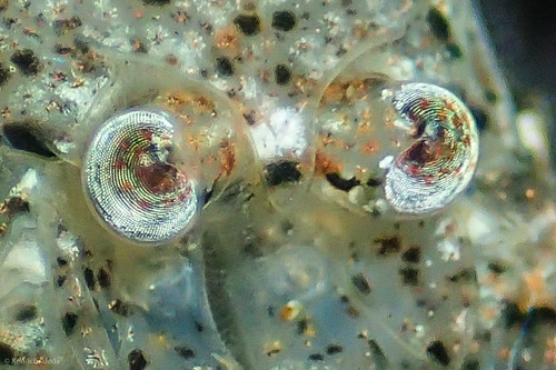 Crangon nigricauda