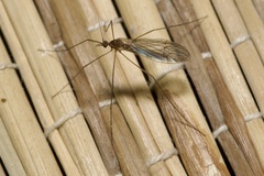 Trichocera annulata