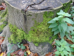 Hypnum cupressiforme