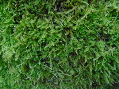 Hypnum cupressiforme