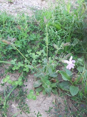 Silene × hampeana