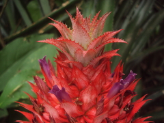 Ananas comosus bracteatus