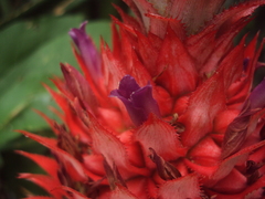 Ananas comosus bracteatus