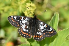 Euphydryas cynthia