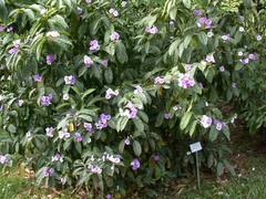 Brunfelsia pauciflora