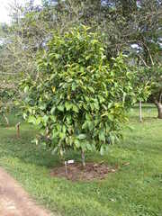 Persea americana
