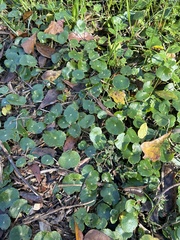 Hydrocotyle verticillata