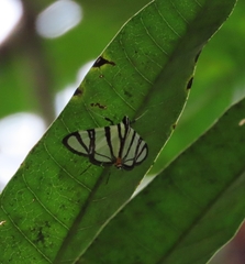 Conchylodes nolckenialis