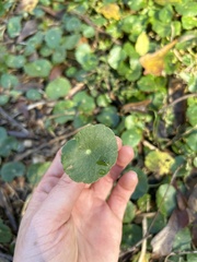 Hydrocotyle verticillata