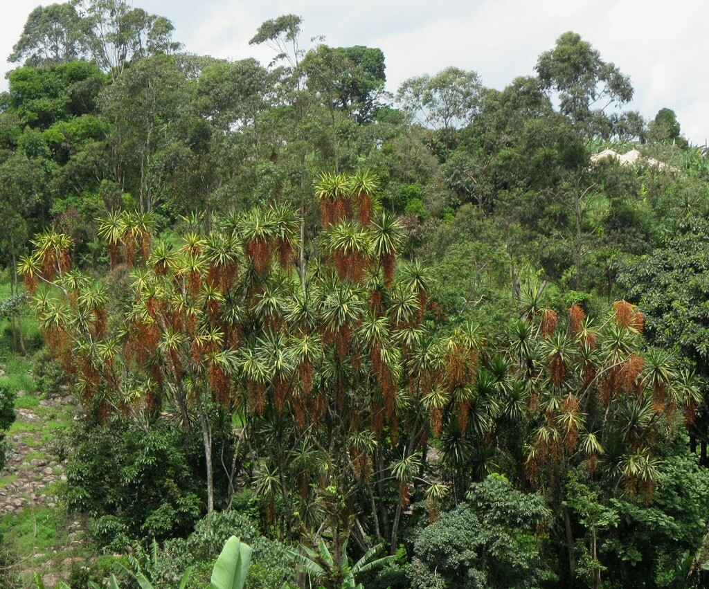 Dracaena arborea; photograph (c) Lucy Keith-Diagne, some rights reserved (CC BY)