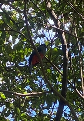 Trogon massena