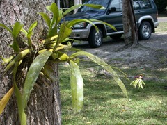 Prosthechea cochleata