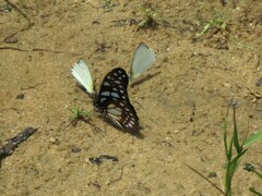Graphium leonidas