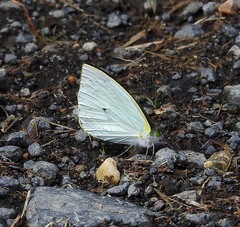 Leptophobia aripa