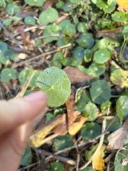 Hydrocotyle verticillata