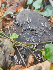 Xylaria hypoxylon