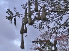 Psarocolius montezuma