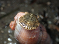 Argopecten ventricosus