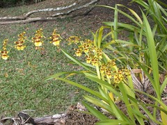 Oncidium sphacelatum
