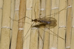 Trichocera annulata