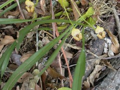 Maxillaria egertoniana