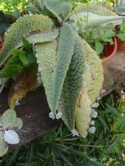 Kalanchoe gastonis-bonnieri