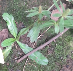Eryngium foetidum