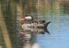 Anas erythrorhyncha