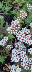 Crassula pruinosa