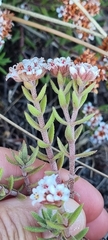 Crassula pruinosa