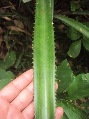 Ananas comosus bracteatus