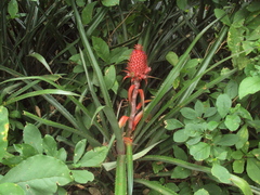 Ananas comosus bracteatus
