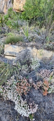 Crassula pruinosa