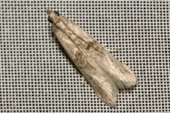 Nephopterix angustella