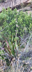 Crassula pruinosa