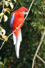 Platycercus elegans elegans