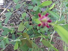 Grona heterocarpos