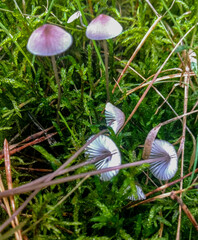 Mycena stylobates