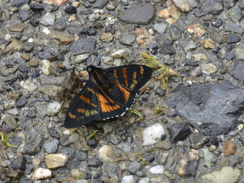 Phocides yokhara