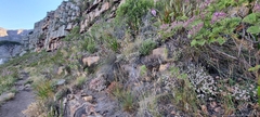 Crassula pruinosa