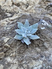 Dudleya